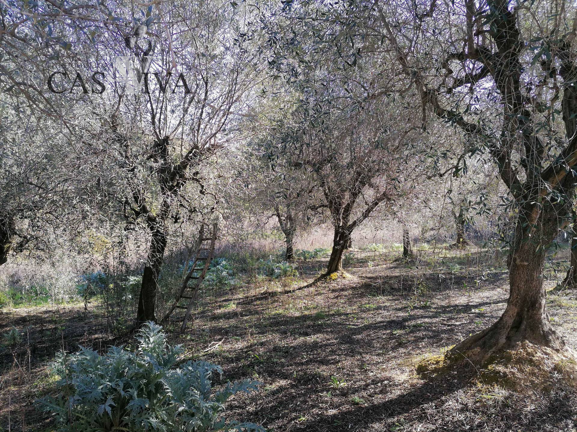 Rustico/Casale in vendita a Acquaviva Picena