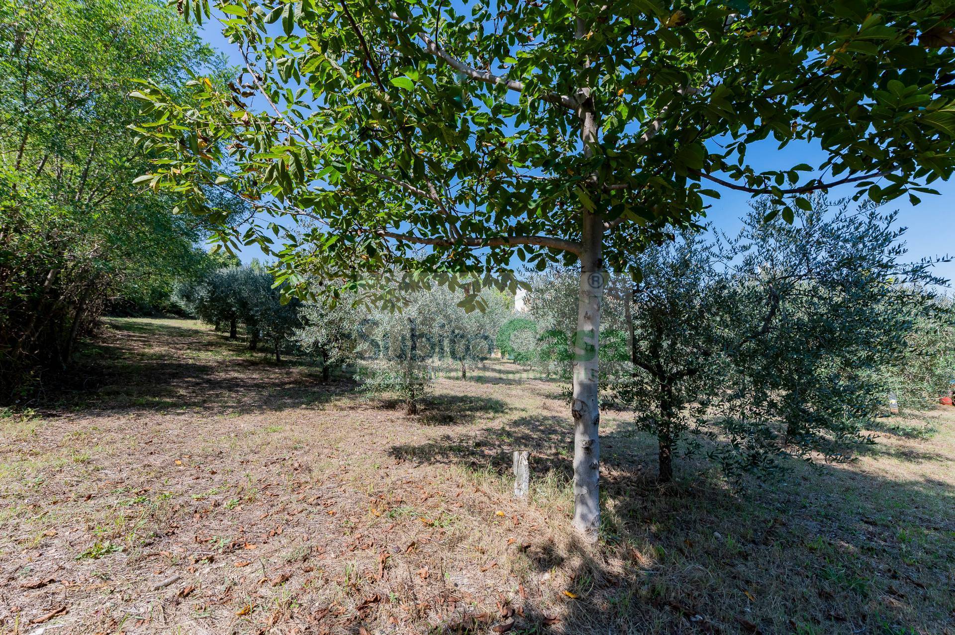 Terreno Agricolo in vendita a Cepagatti, Villanova di Cepagatti