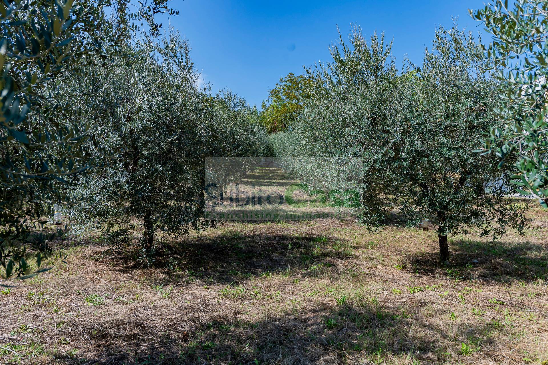 Terreno Agricolo in vendita a Cepagatti, Villanova di Cepagatti