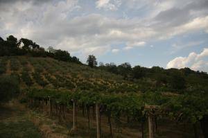 Terreno Agricolo in vendita a Torrevecchia Teatina