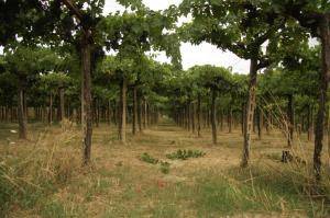 Terreno Agricolo in vendita a Torrevecchia Teatina