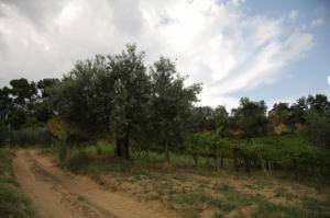 Terreno Agricolo in vendita a Torrevecchia Teatina