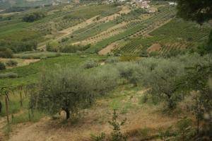 Terreno Agricolo in vendita a Torrevecchia Teatina