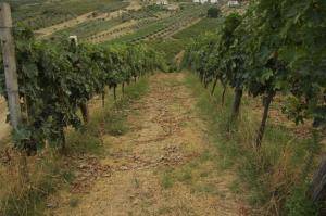 Terreno Agricolo in vendita a Torrevecchia Teatina