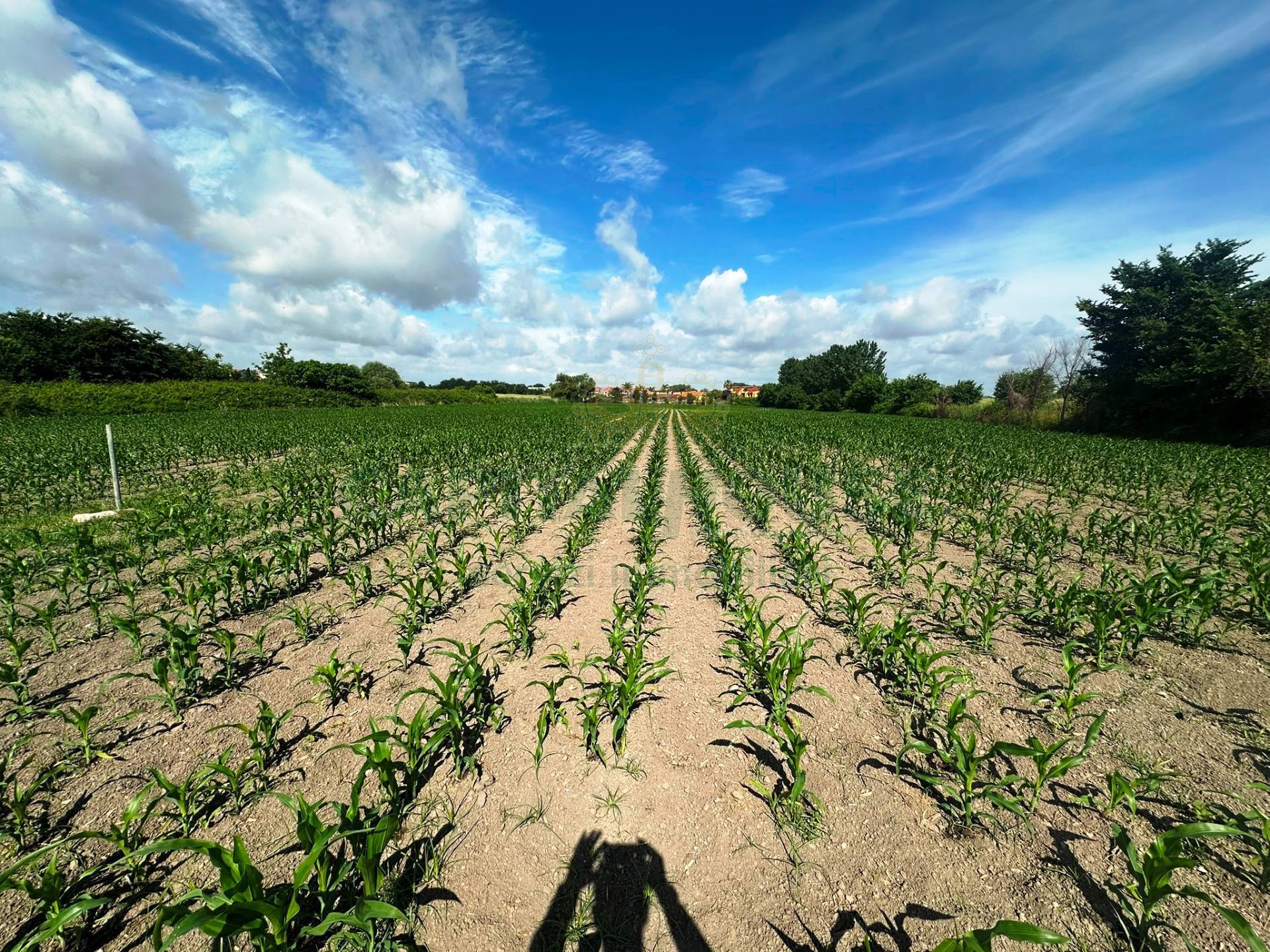 Terreno agricolo in vendita a Capua