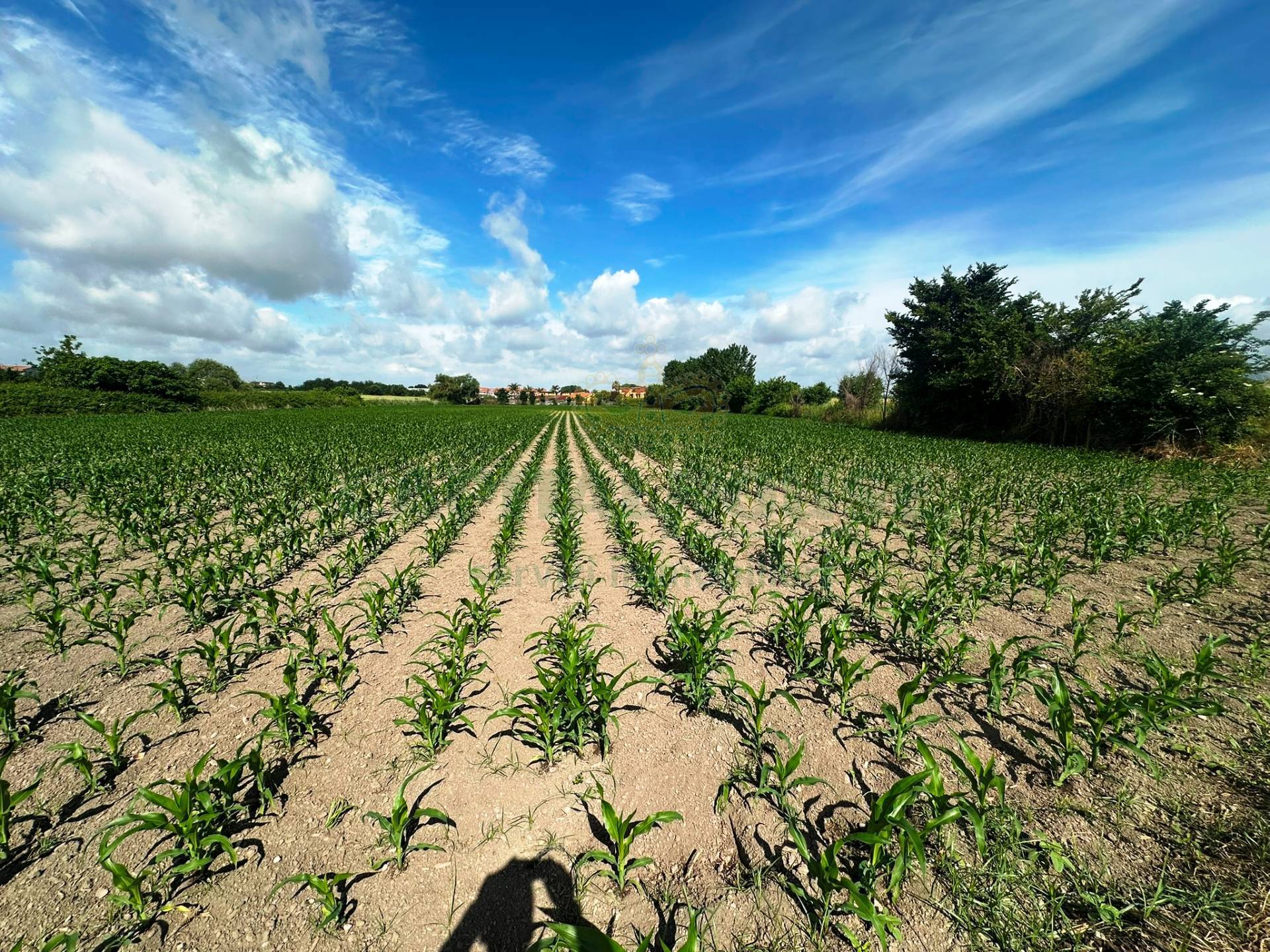 Terreno agricolo in vendita a Capua