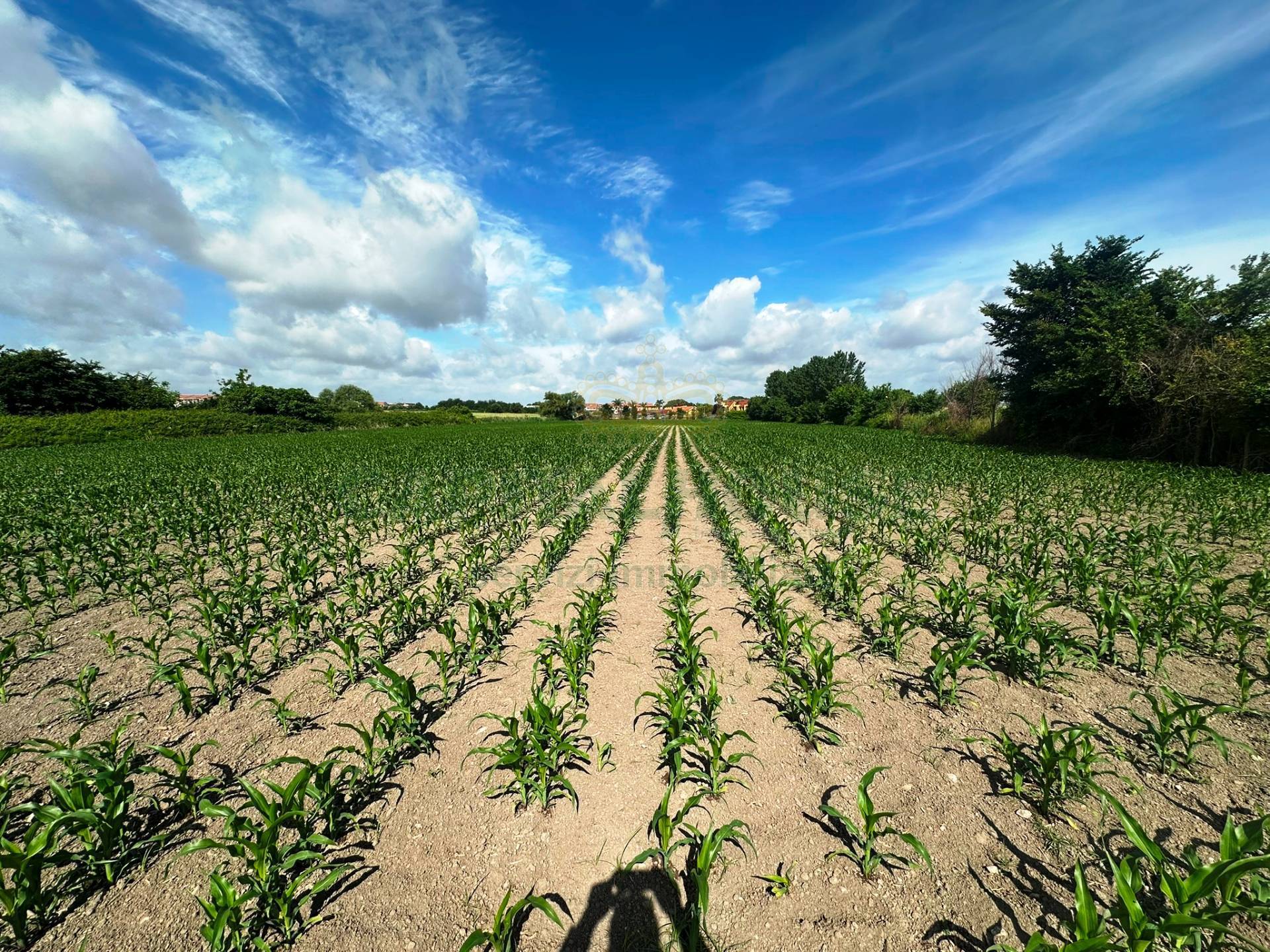 Terreno agricolo in vendita a Capua