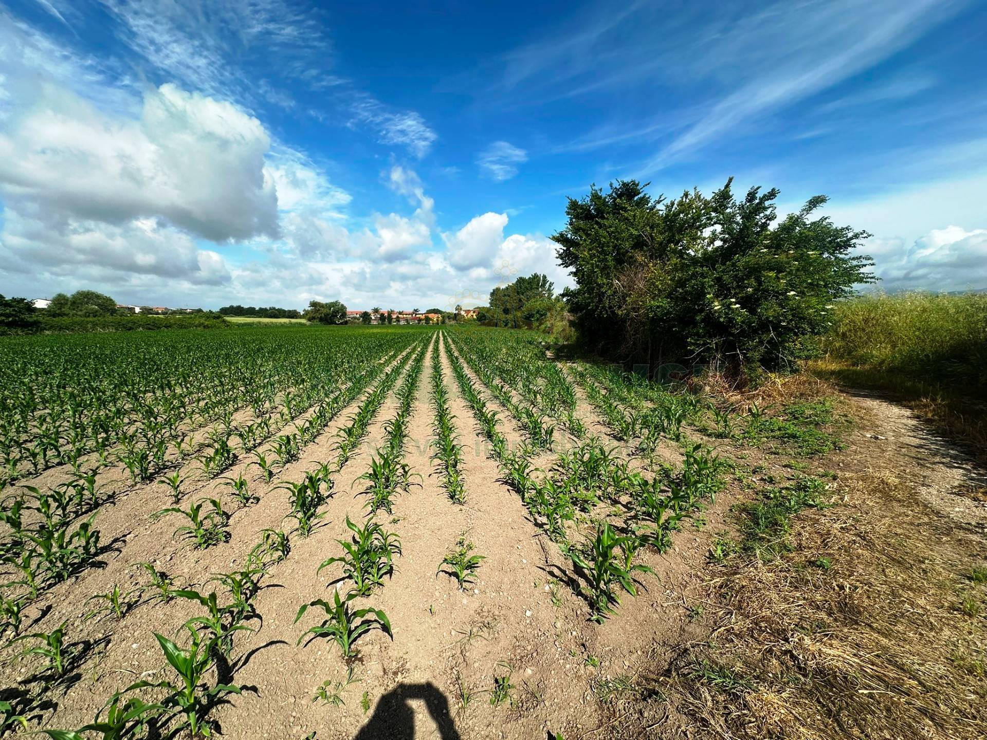 Terreno agricolo in vendita a Capua