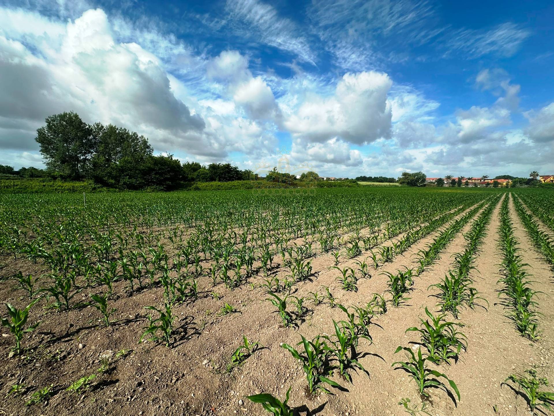 Terreno agricolo in vendita a Capua