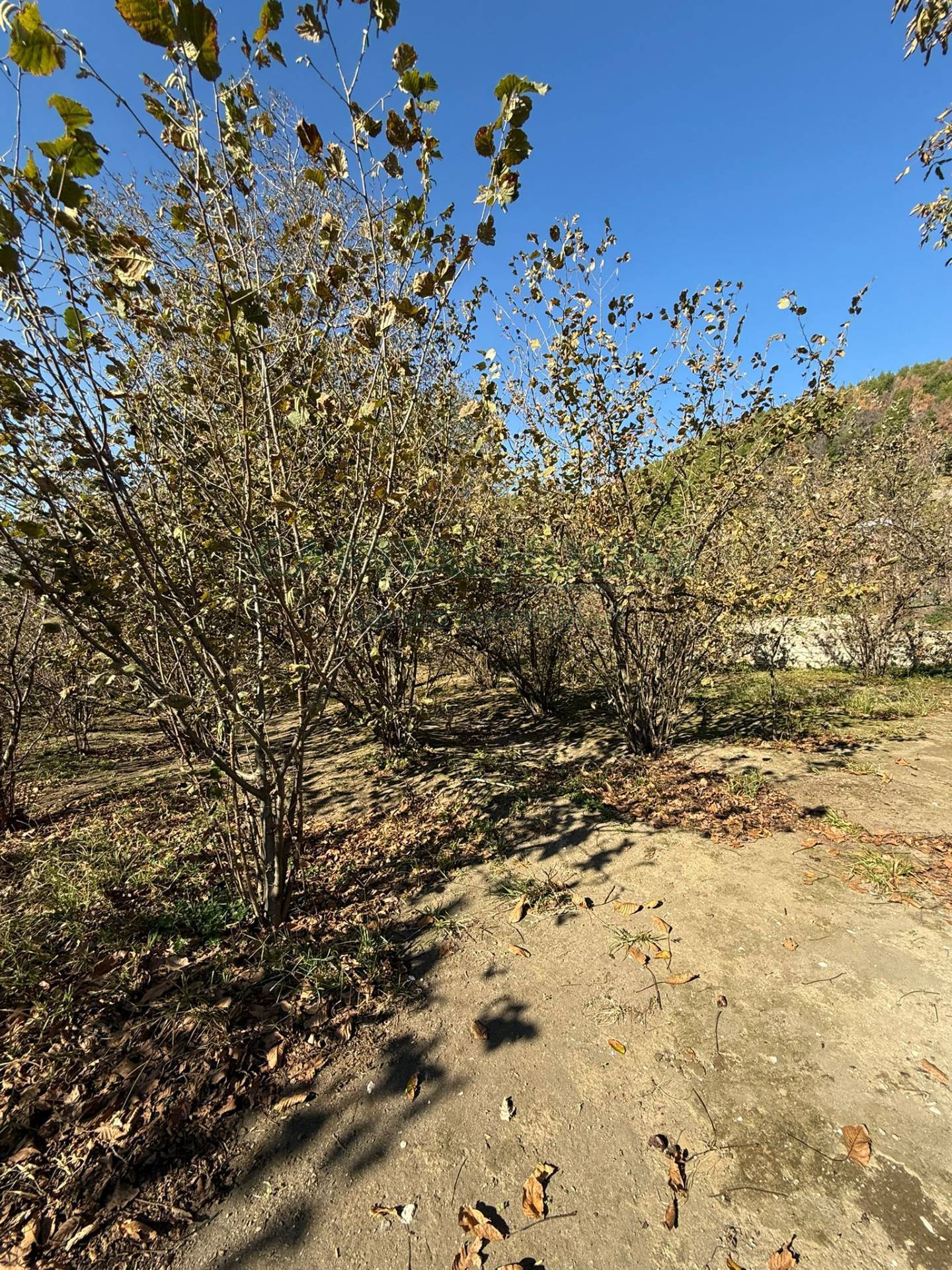 Terreno agricolo in vendita a Roccarainola