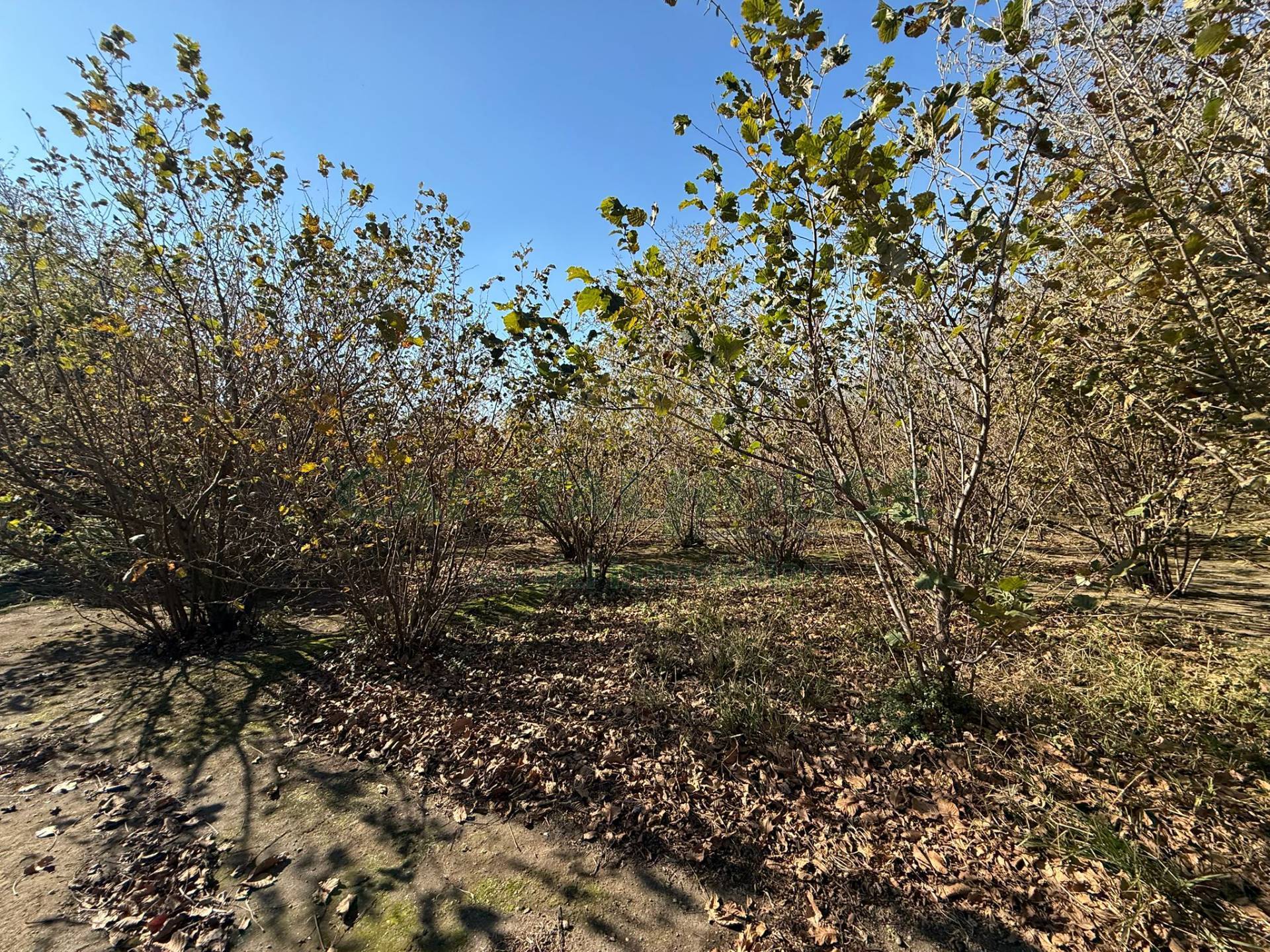 Terreno agricolo in vendita a Roccarainola
