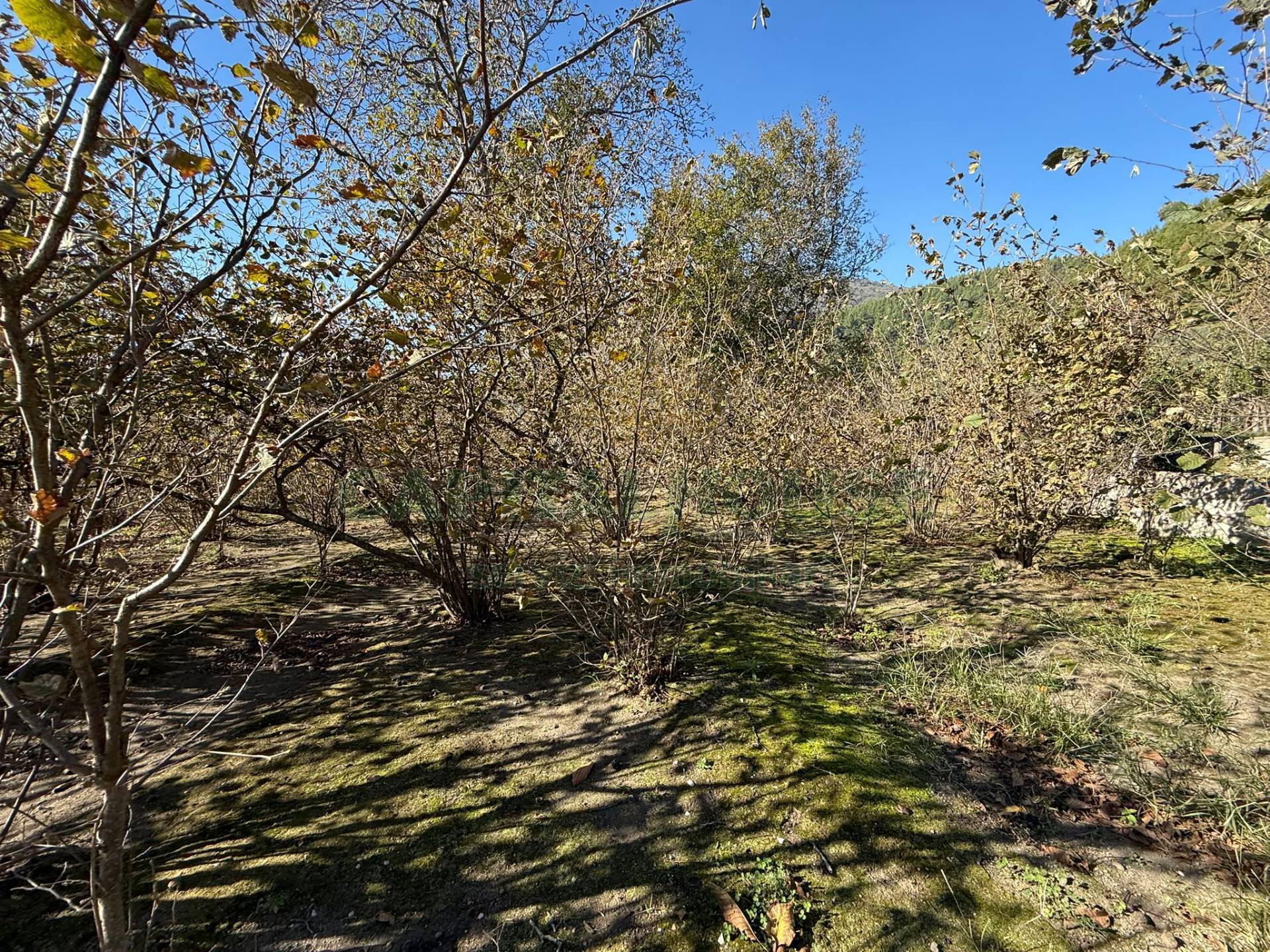 Terreno agricolo in vendita a Roccarainola
