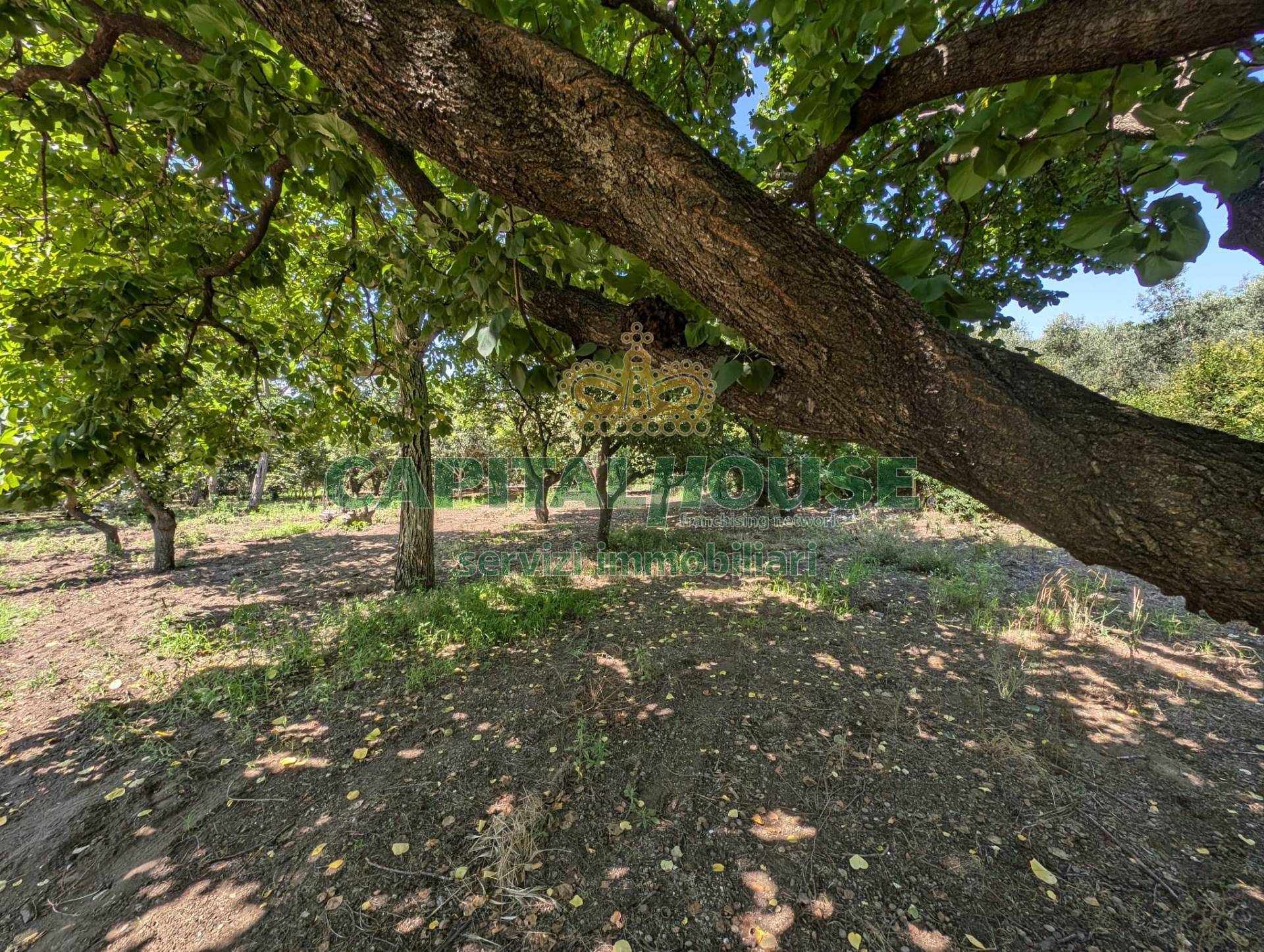 Terreno agricolo in vendita a Cicciano