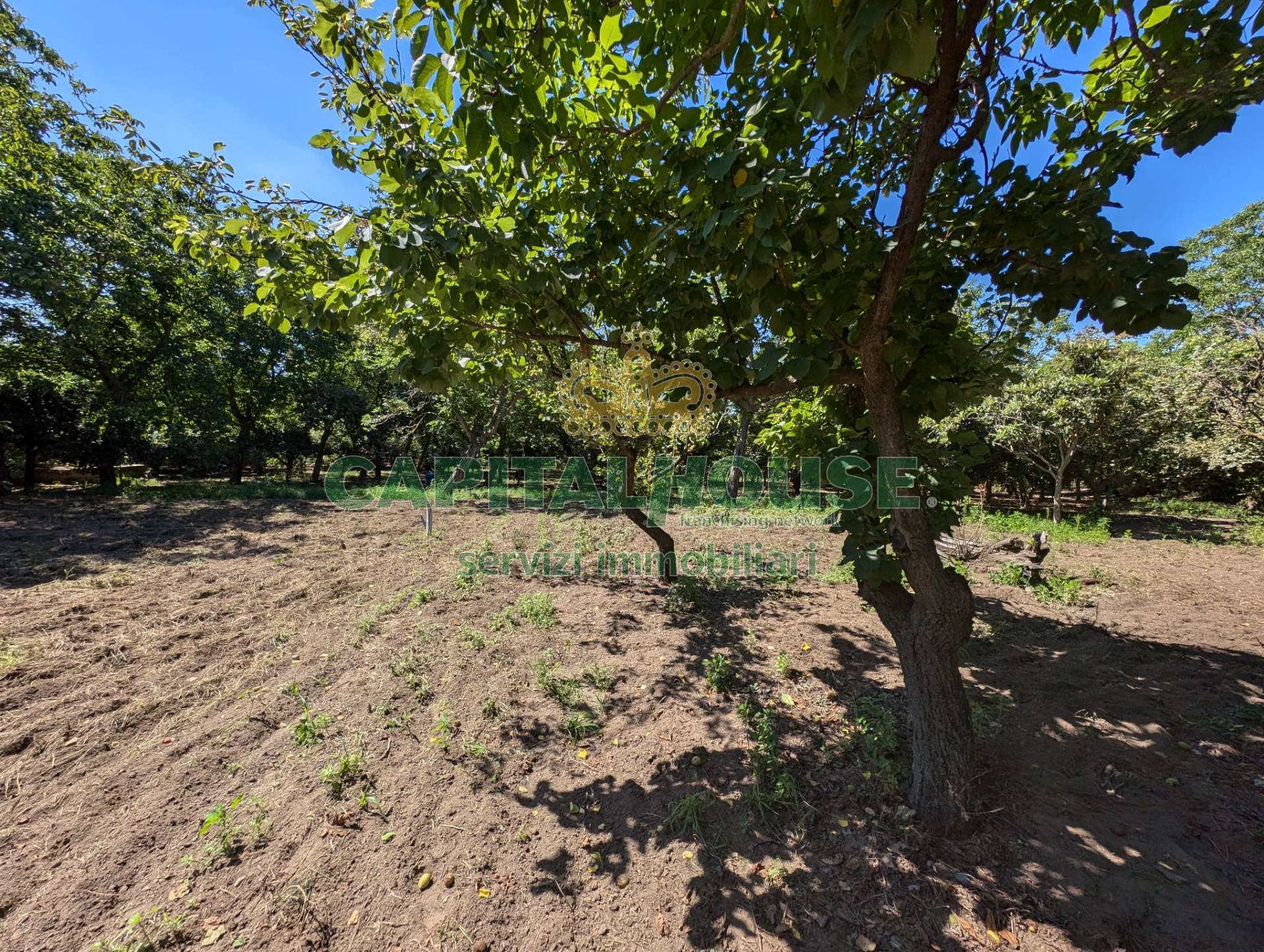 Terreno agricolo in vendita a Cicciano