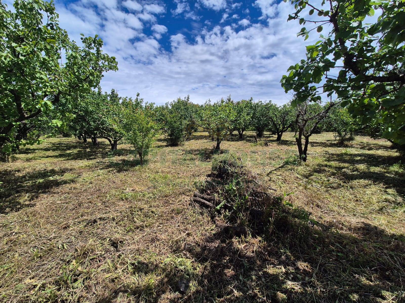Terreno agricolo in vendita a Somma Vesuviana