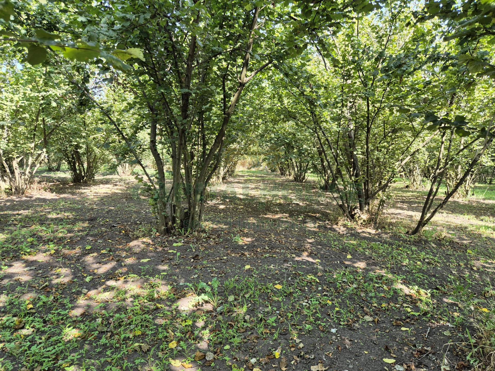 Terreno agricolo in vendita a Terzigno
