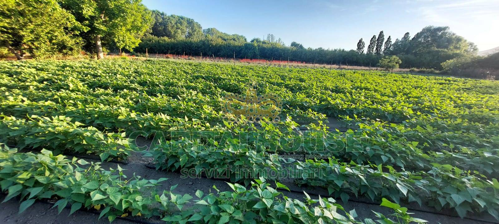 Terreno agricolo in vendita a Ottaviano
