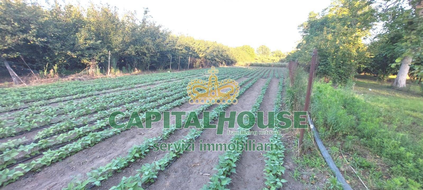 Terreno agricolo in vendita a Ottaviano