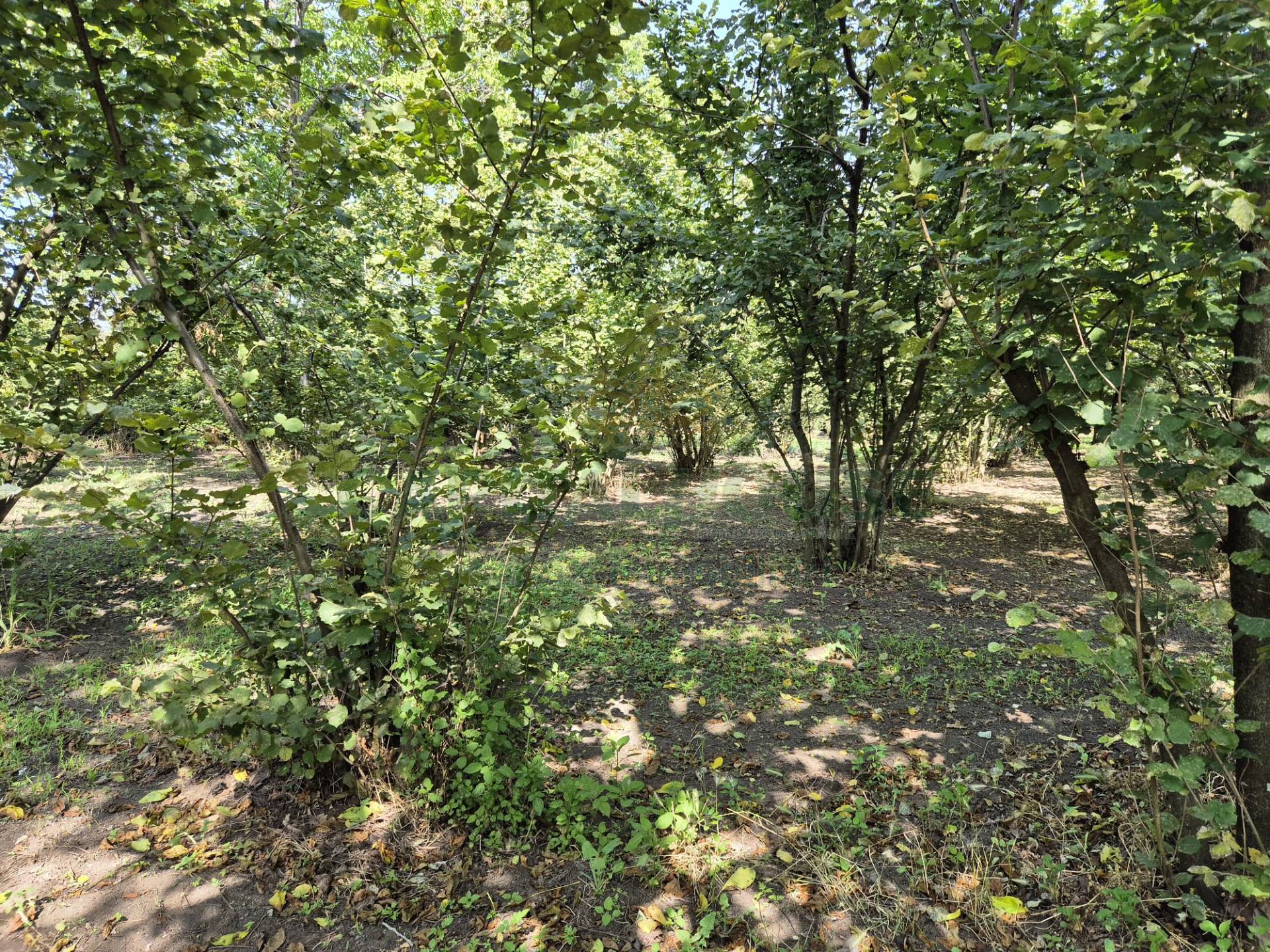 Terreno agricolo in vendita a Terzigno