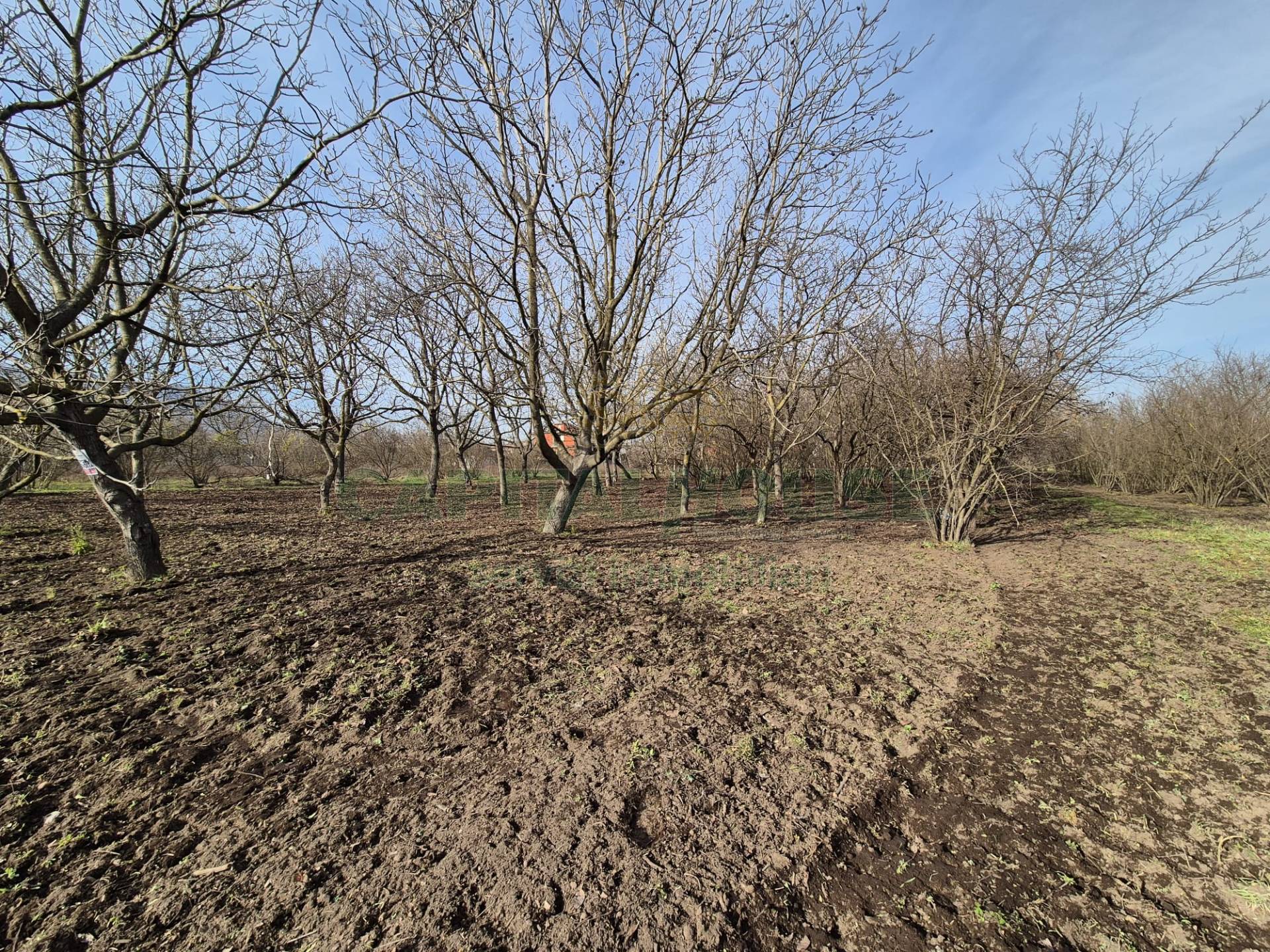 Terreno agricolo in vendita a San Gennaro Vesuviano