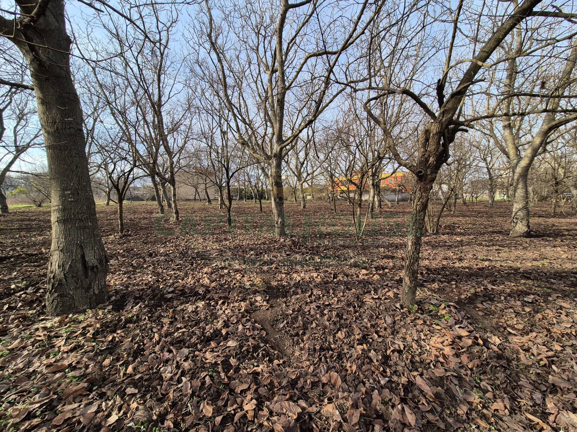 Terreno agricolo in vendita a San Gennaro Vesuviano