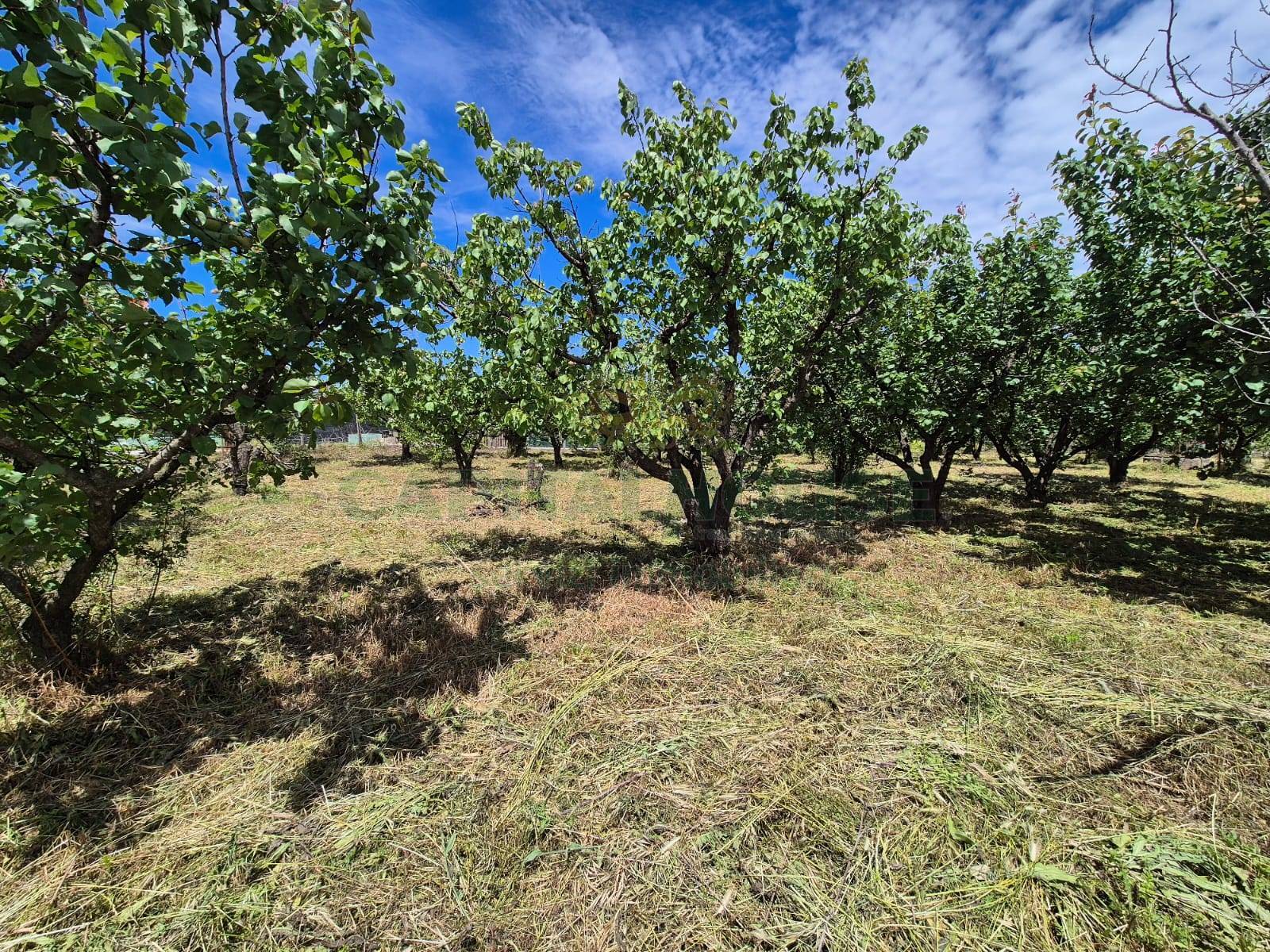 Terreno agricolo in vendita a Somma Vesuviana