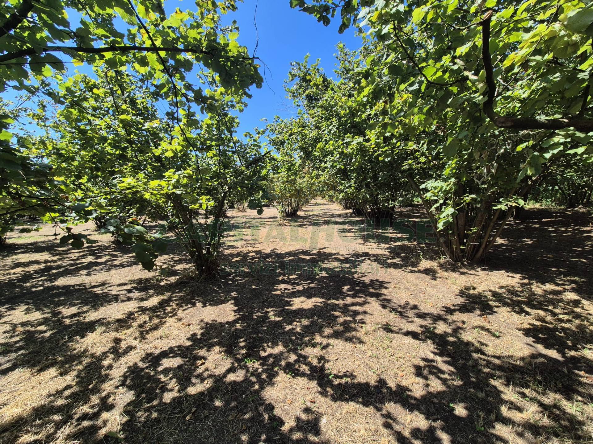 Terreno agricolo in vendita a Striano