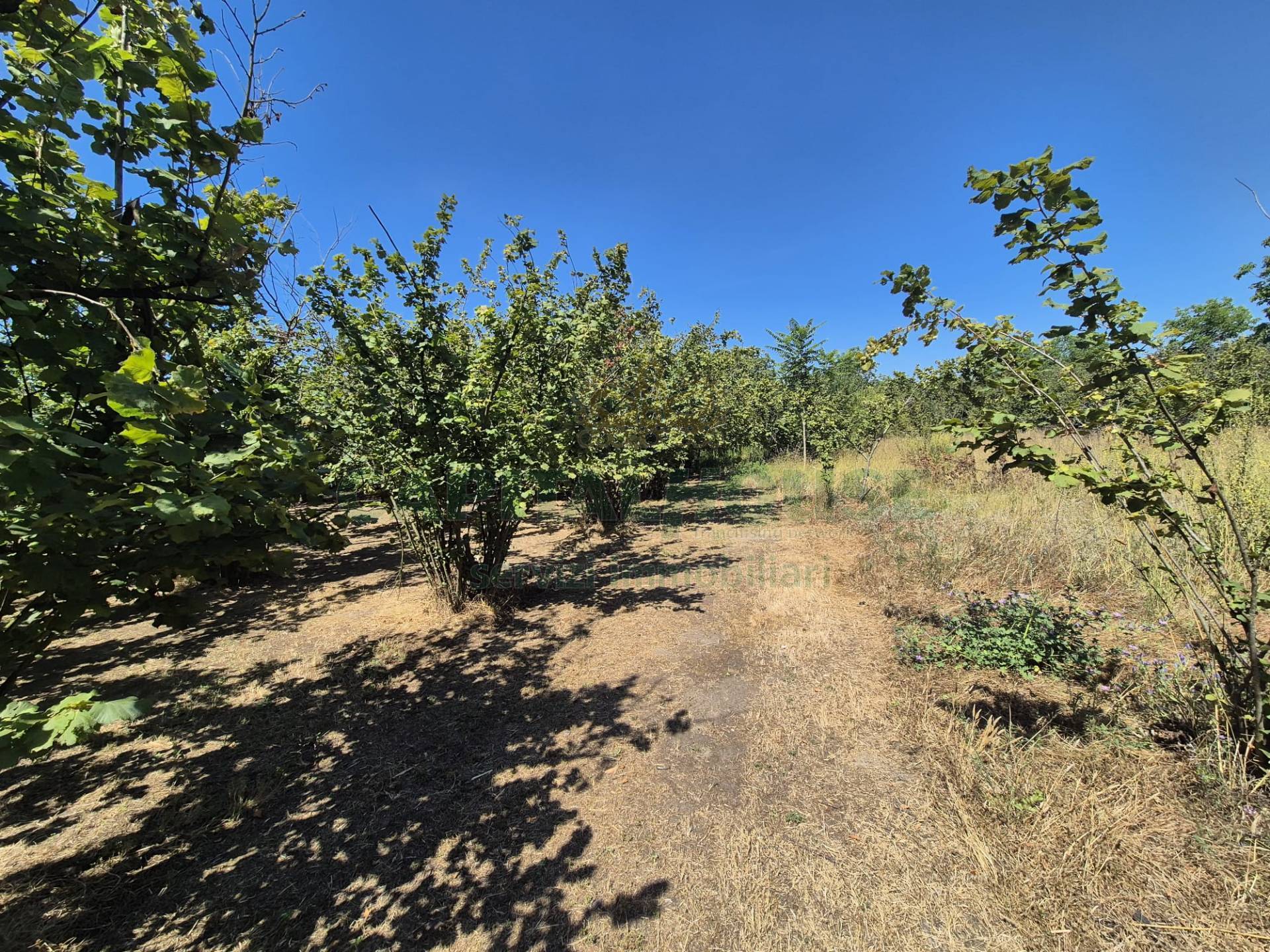 Terreno agricolo in vendita a Striano