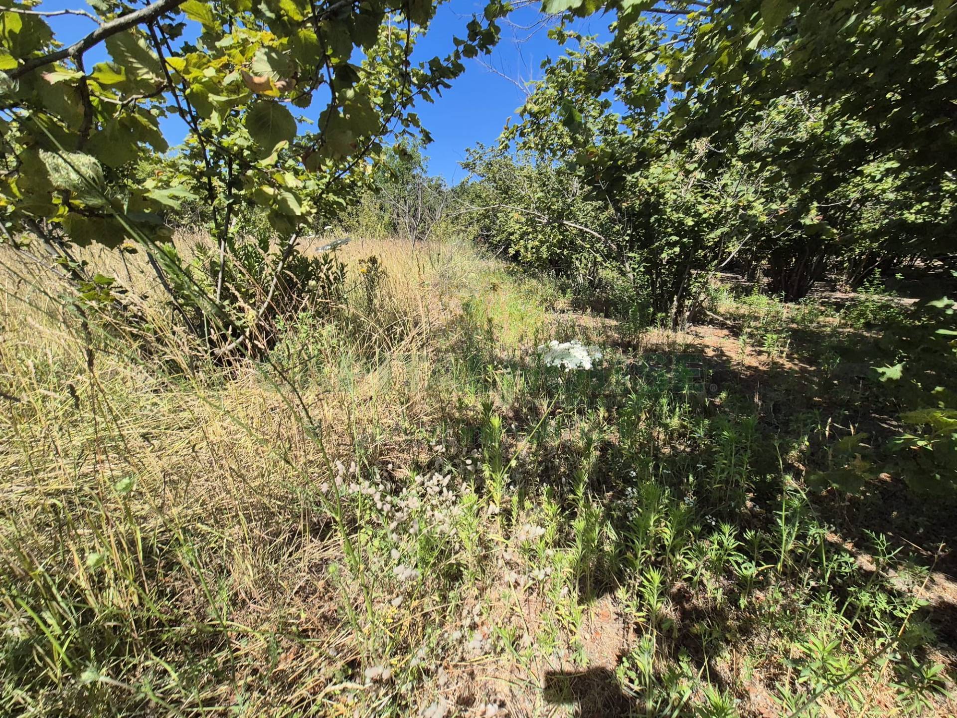 Terreno agricolo in vendita a Striano