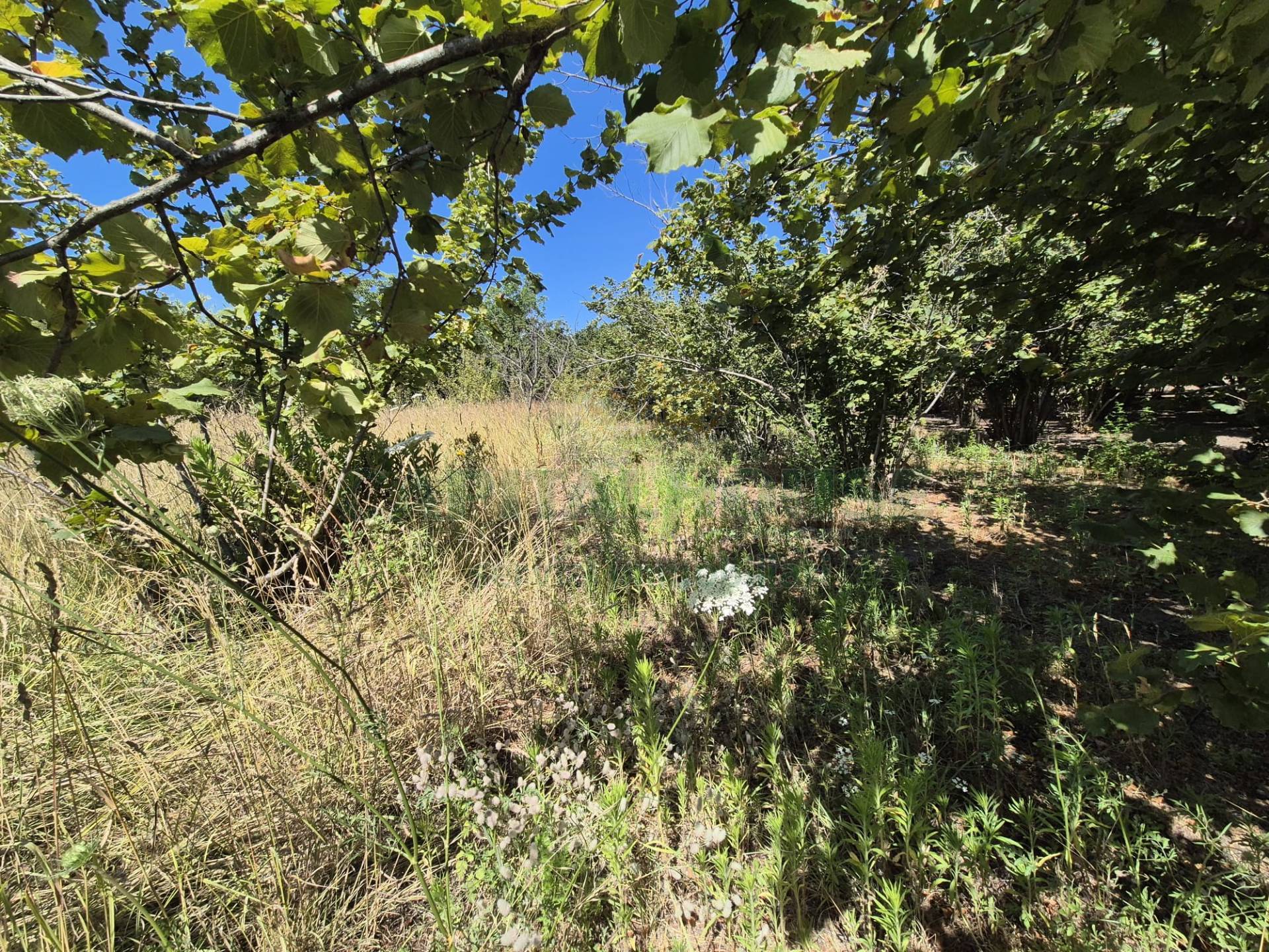 Terreno agricolo in vendita a Striano