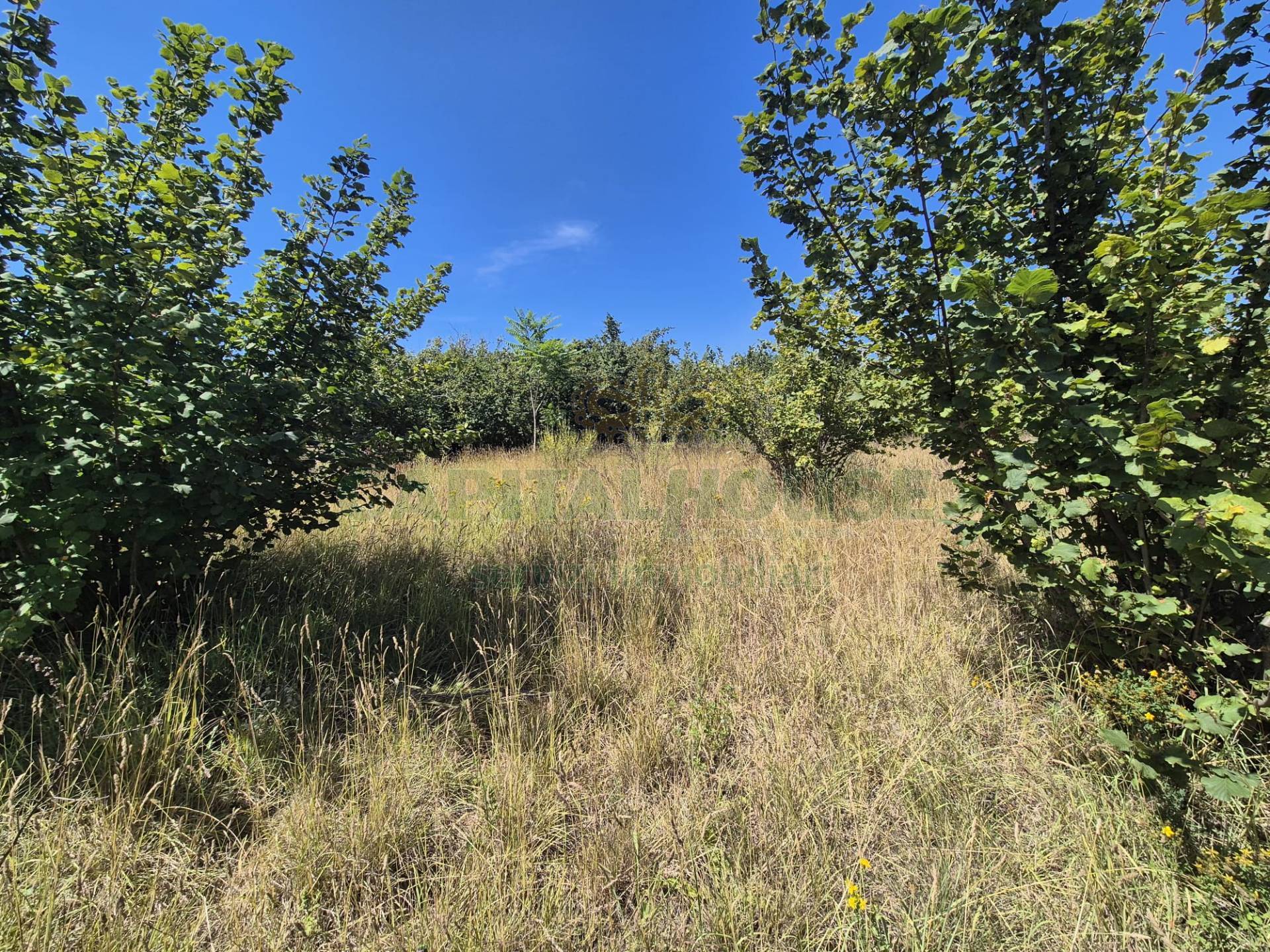 Terreno agricolo in vendita a Striano