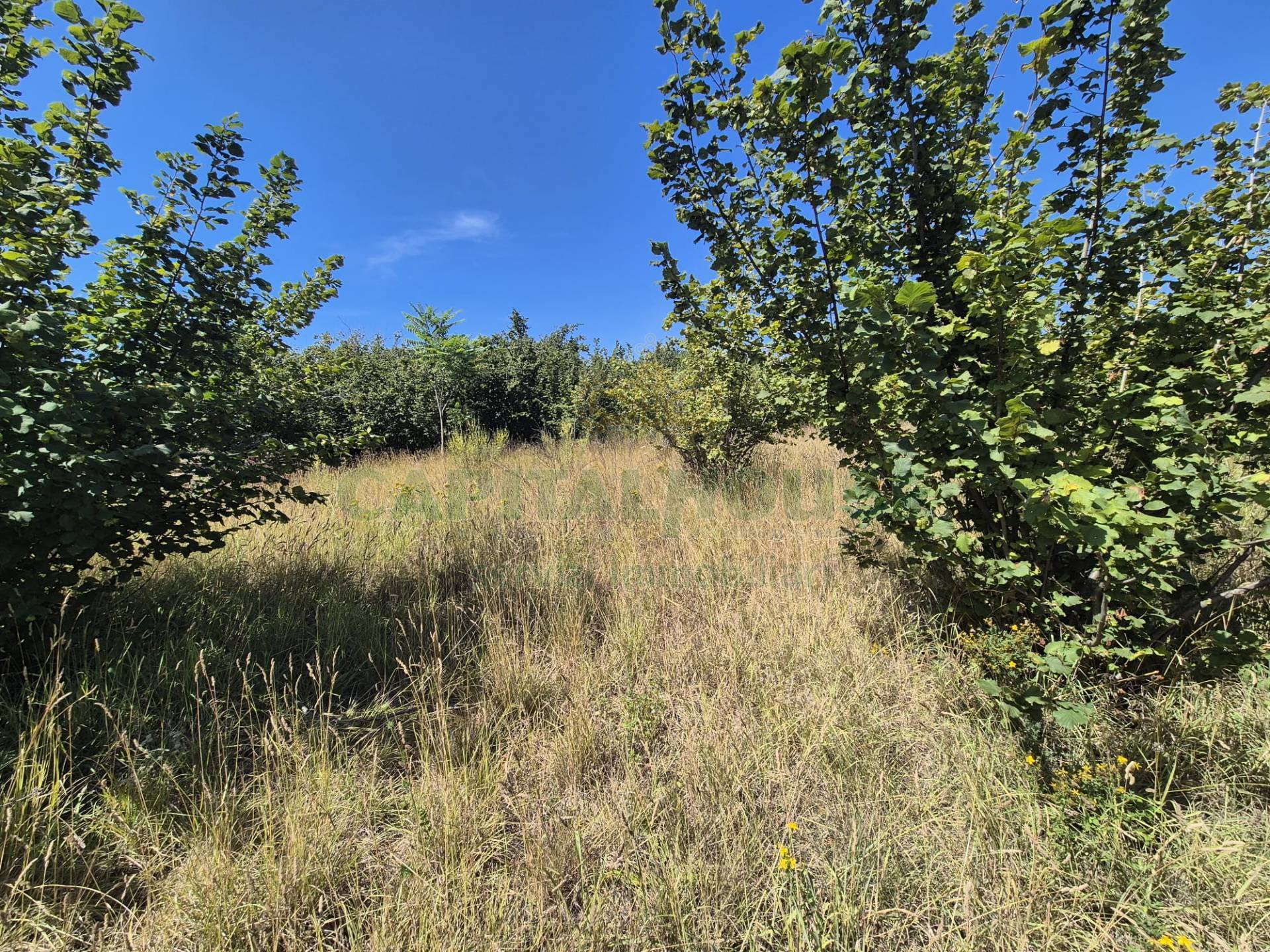 Terreno agricolo in vendita a Striano