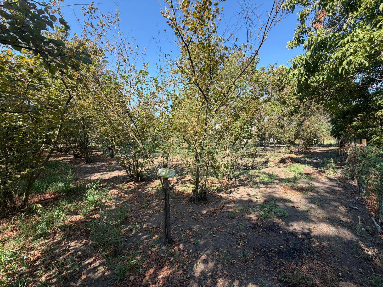Terreno agricolo in vendita a San Gennaro Vesuviano