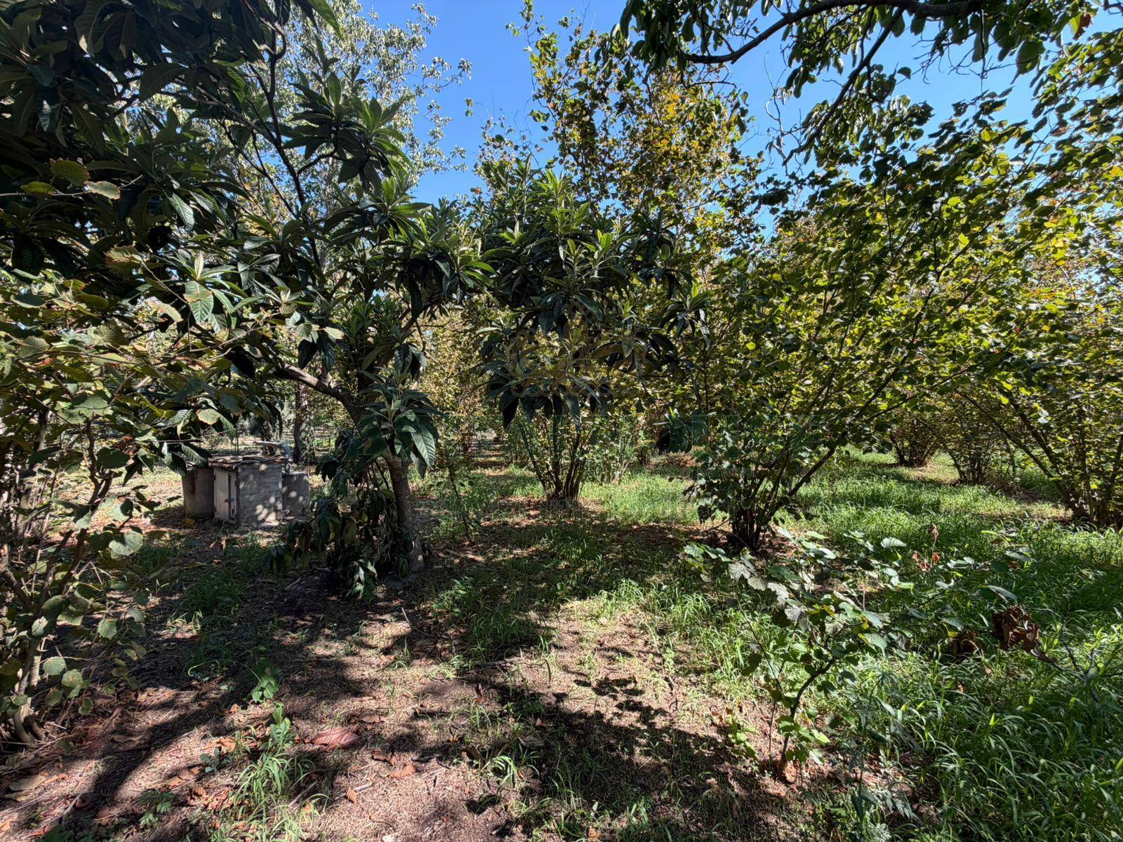 Terreno agricolo in vendita a San Gennaro Vesuviano