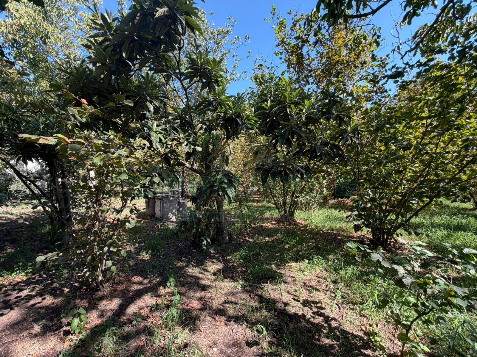 Terreno agricolo in vendita a San Gennaro Vesuviano
