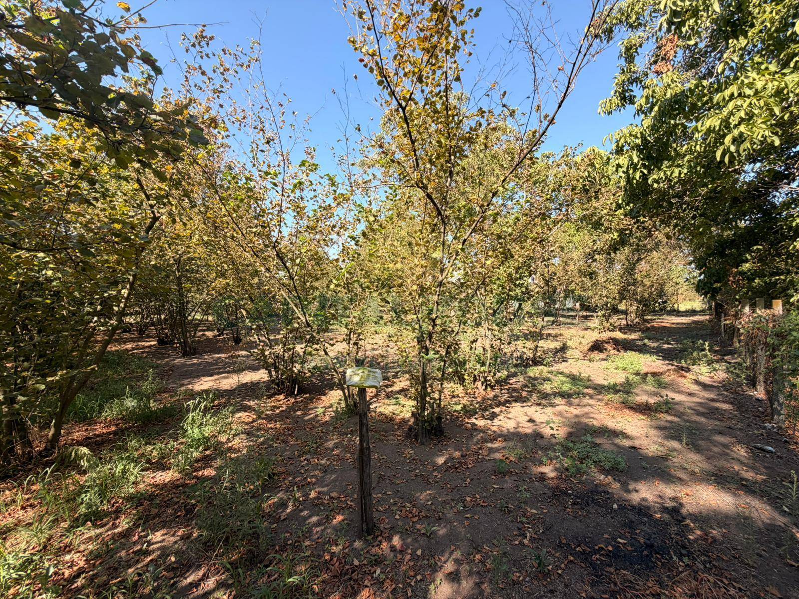 Terreno agricolo in vendita a San Gennaro Vesuviano