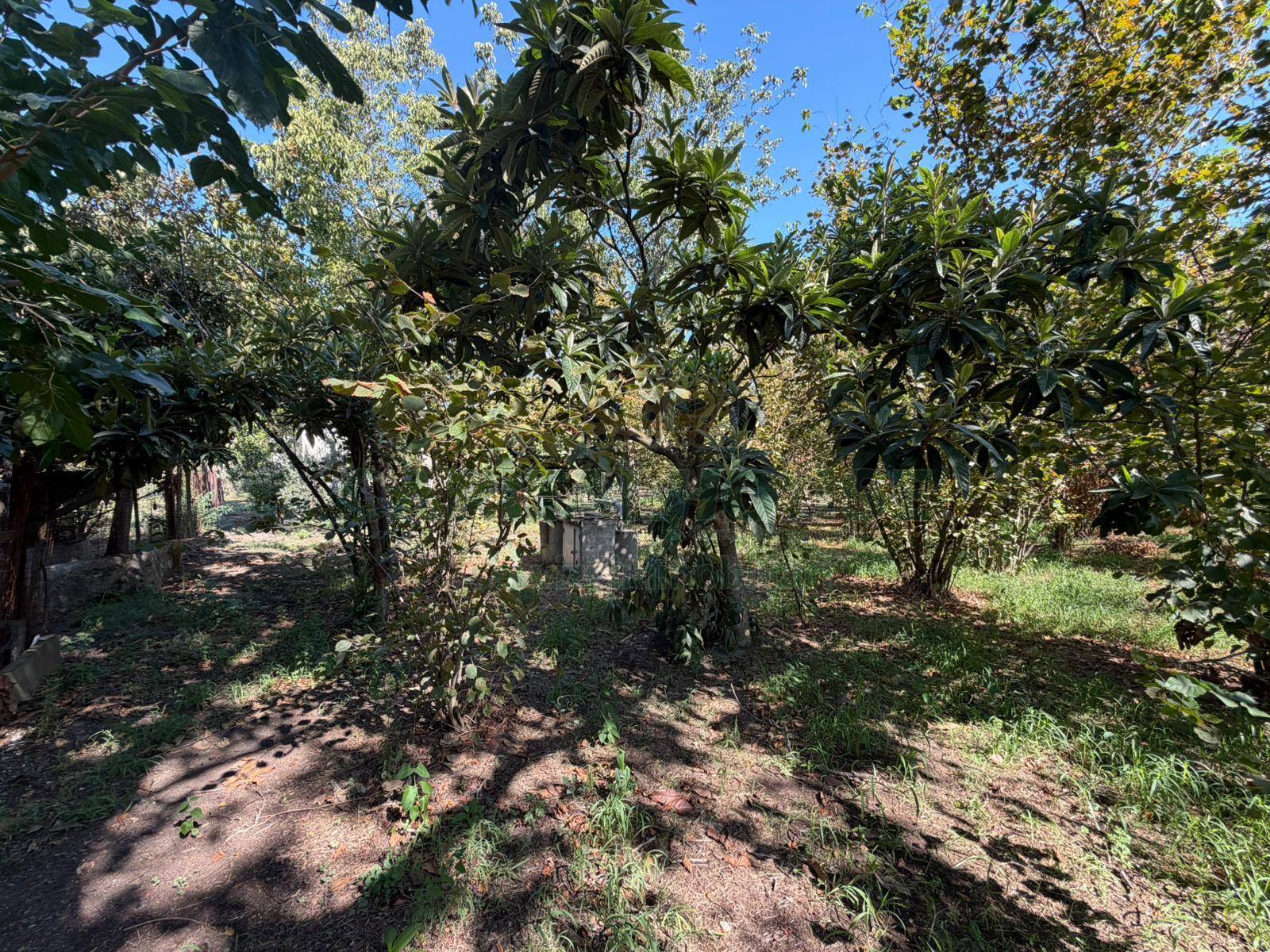 Terreno agricolo in vendita a San Gennaro Vesuviano
