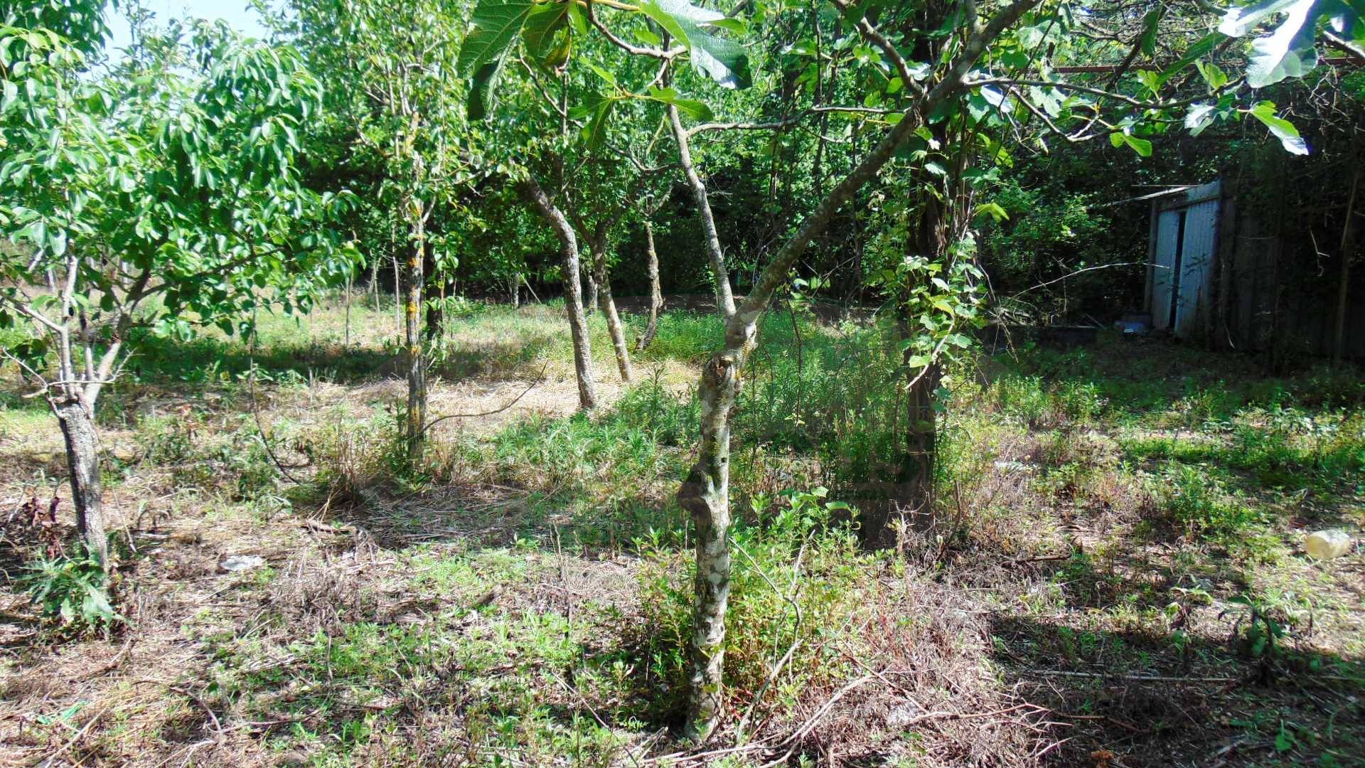 Terreno agricolo in vendita a Baiano