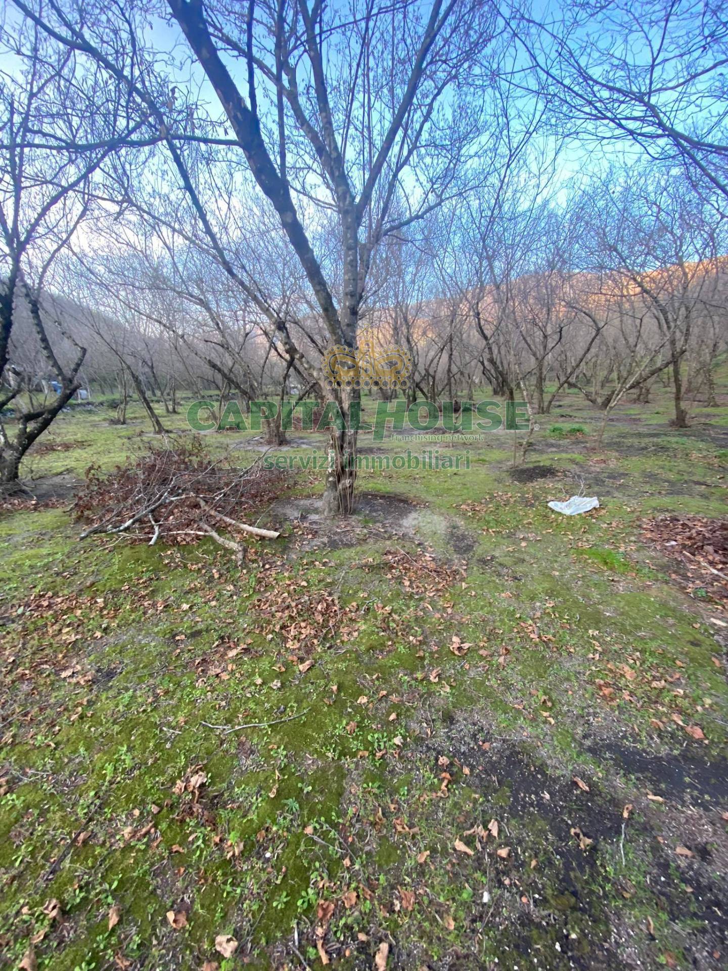 Terreno agricolo in vendita a Mugnano del Cardinale
