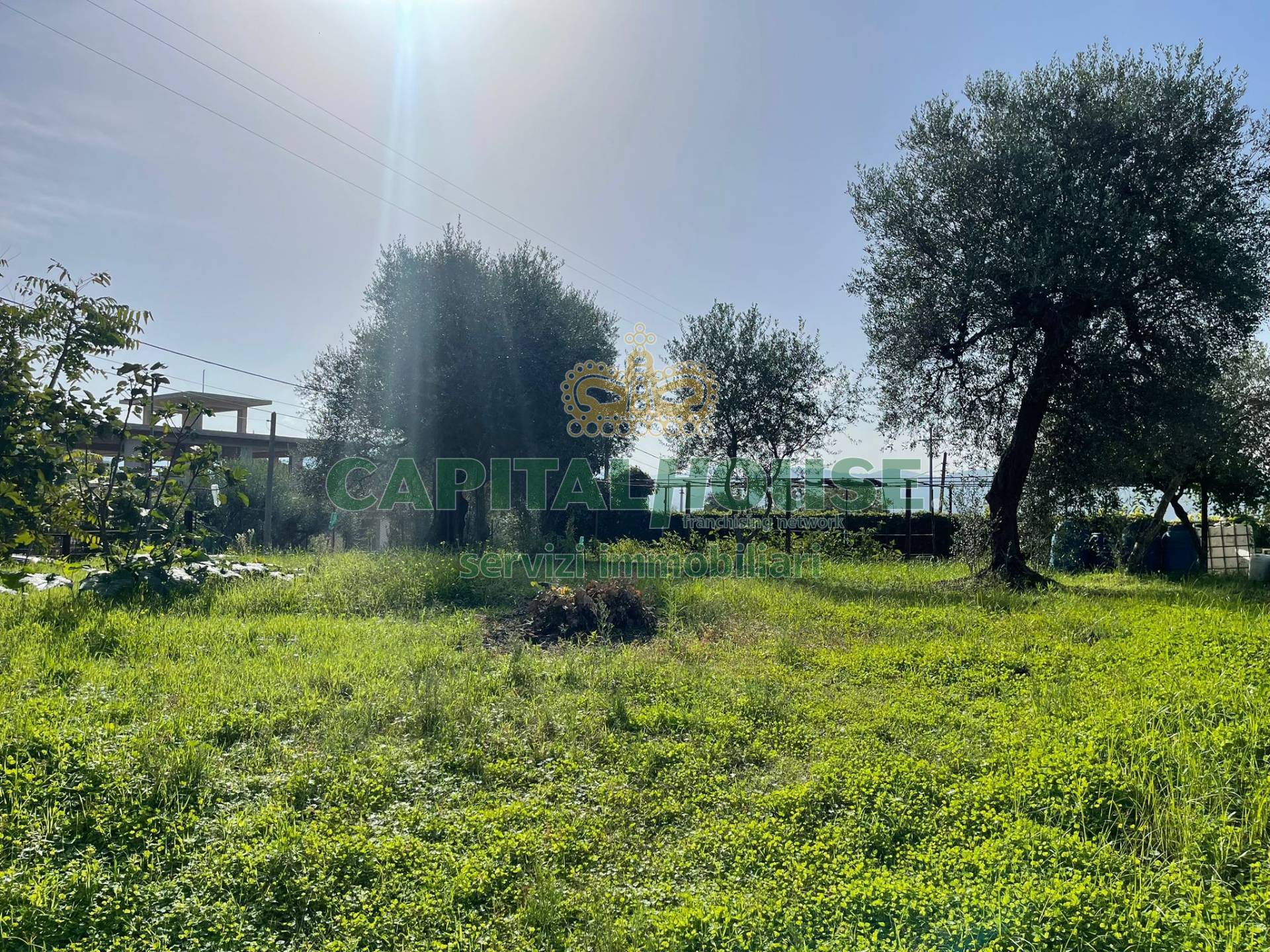 immagine annuncio 3 di 6