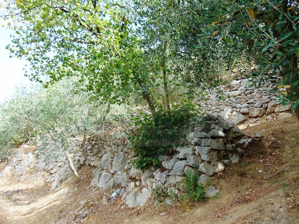 Terreno agricolo in vendita a Mugnano del Cardinale