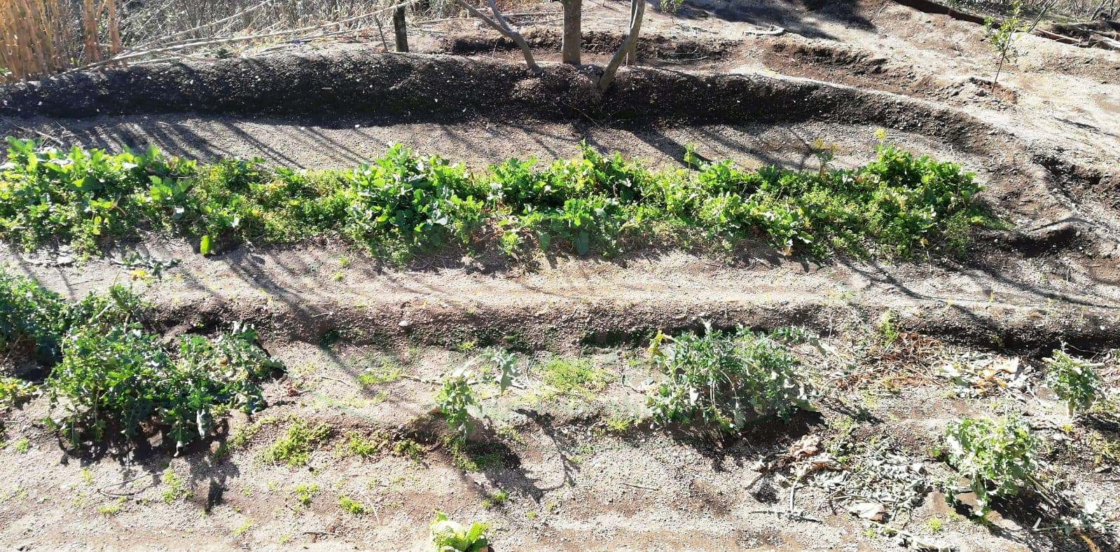 Terreno agricolo in vendita a Quadrelle