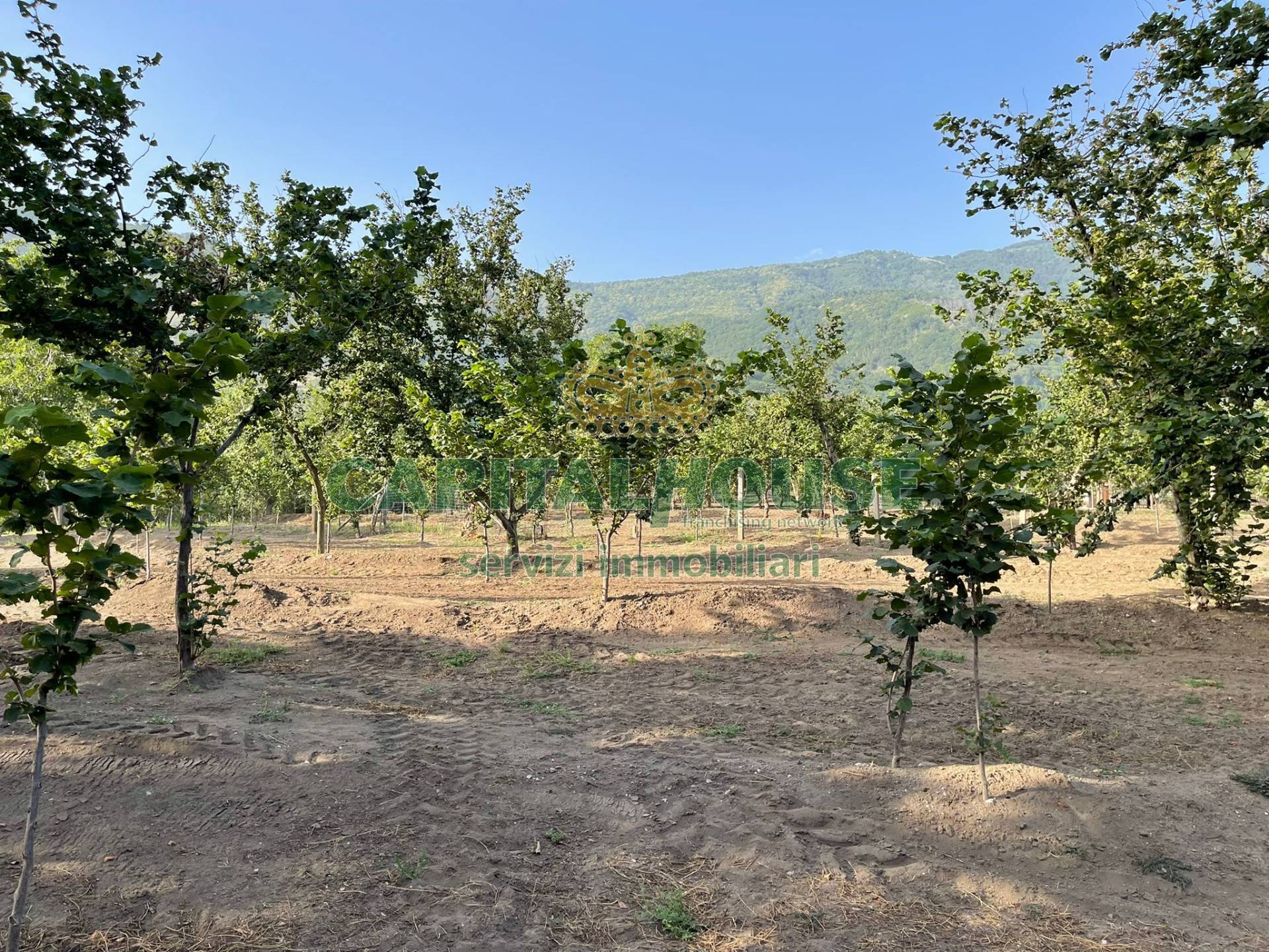 Terreno agricolo in vendita a Avella