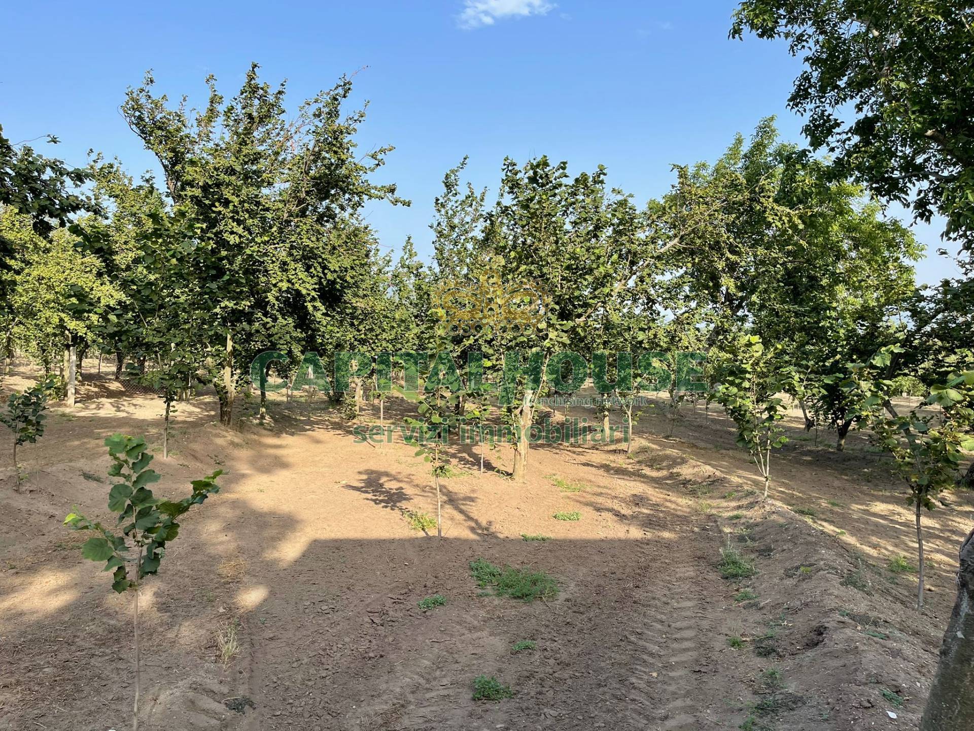 Terreno agricolo in vendita a Avella