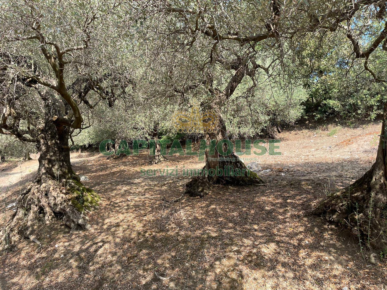 Terreno agricolo in vendita a Avella