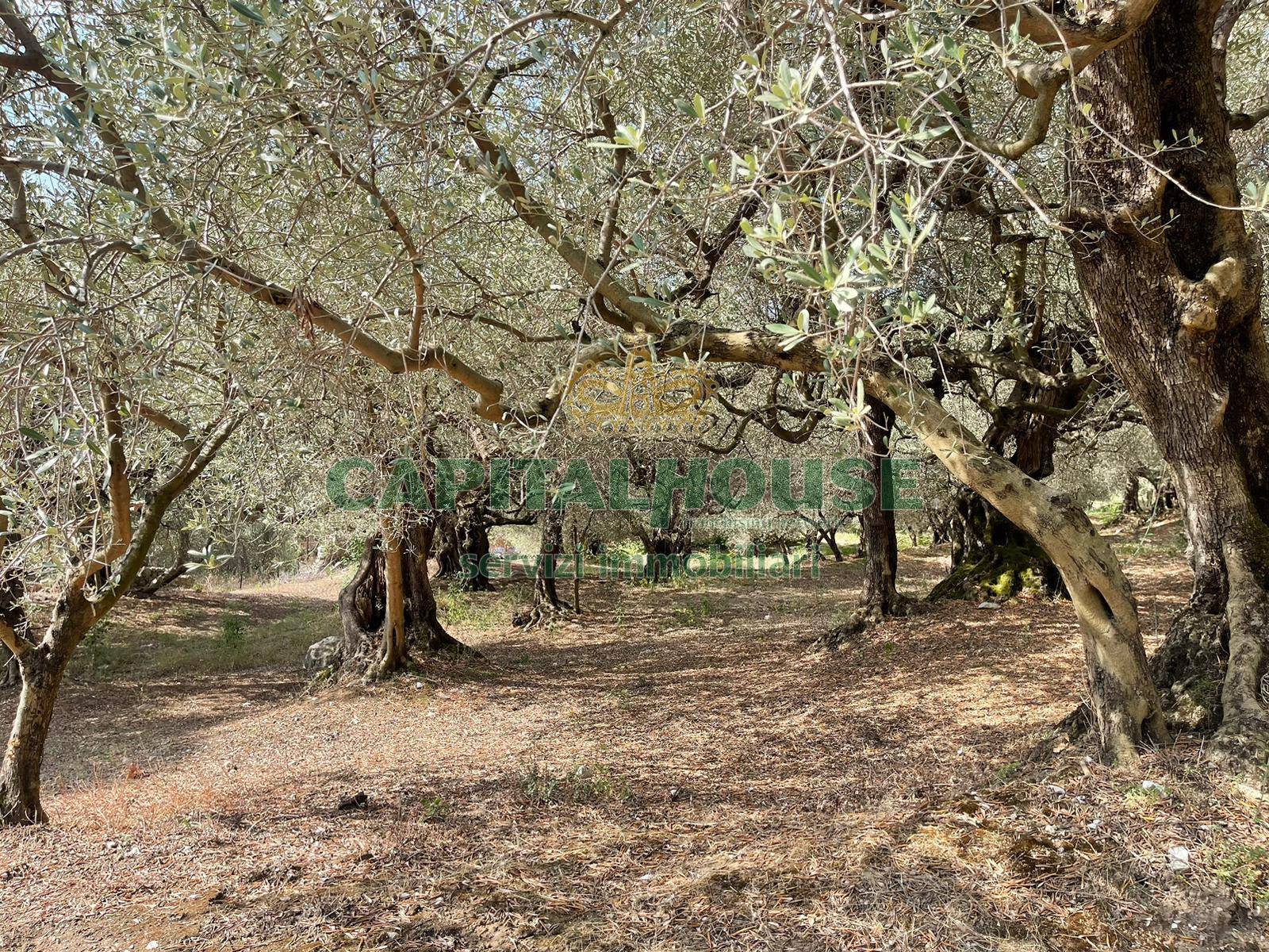 Terreno agricolo in vendita a Avella