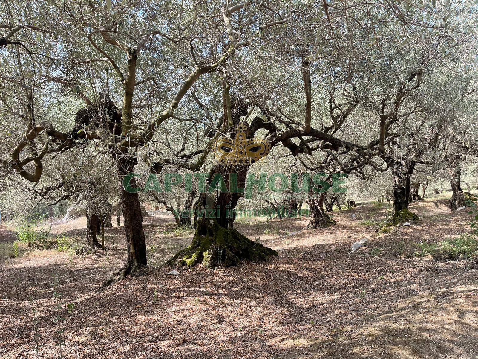 Terreno agricolo in vendita a Avella