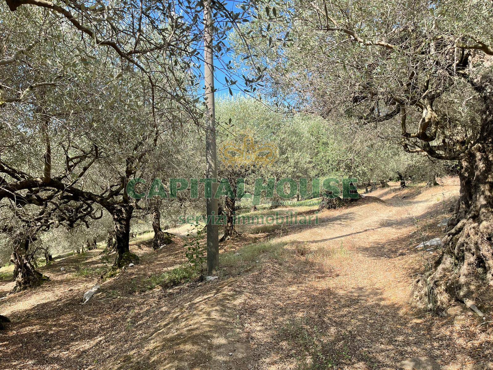 Terreno agricolo in vendita a Avella