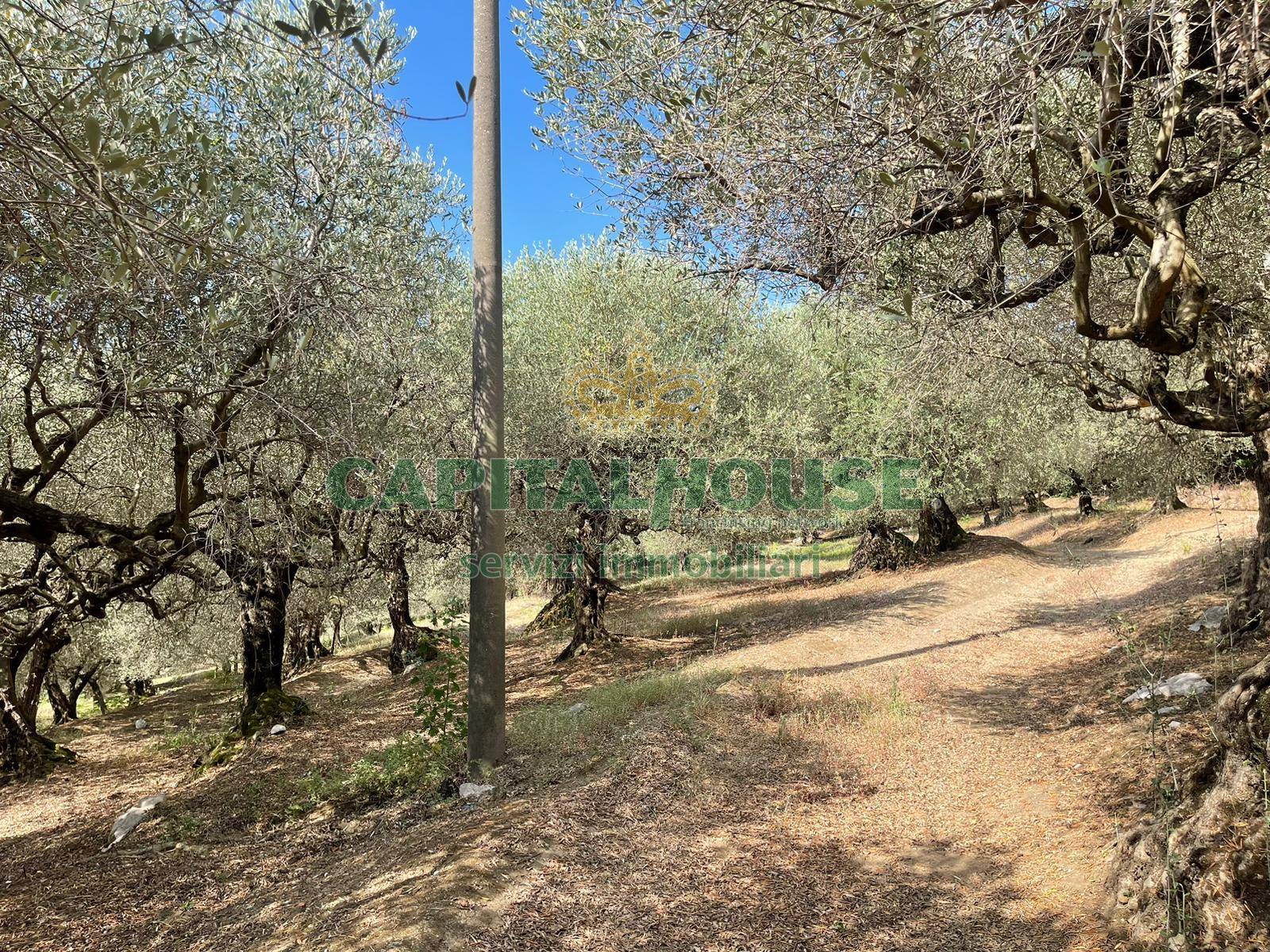 Terreno agricolo in vendita a Avella