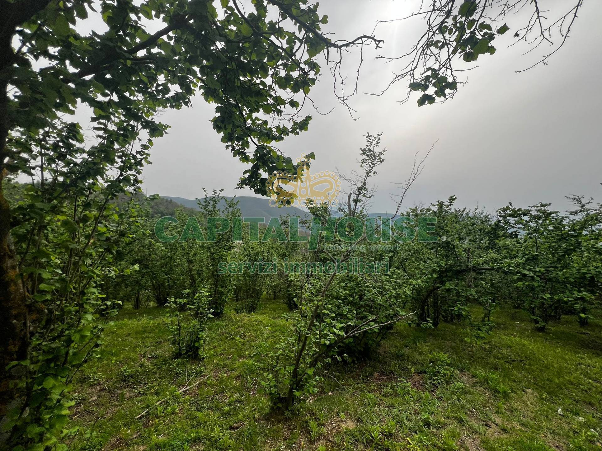 Terreno agricolo in vendita a Mugnano del Cardinale